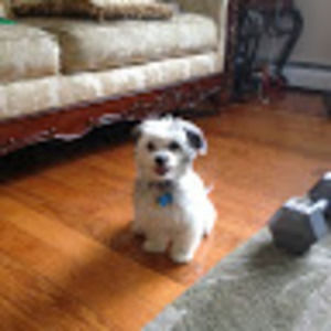 Meet your Posher, Bless